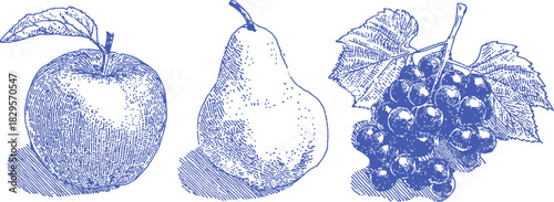 Three fruits are shown in a blue and white drawing. The first fruit is an apple, the second is a pear. vector illustration