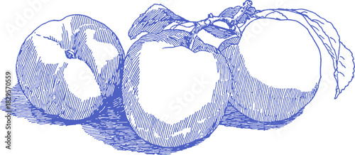 Three apples are shown in a blue and white drawing. The apples are placed on a table. vector illustration