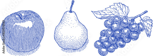 A blue and white drawing of an apple, a pear, and a bunch of grapes. The apple is on the left, the pear is in the middle. vector illustration