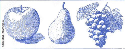 Three fruits are shown in a blue and white drawing. The first fruit is an apple, the second is a pear. vector illustration