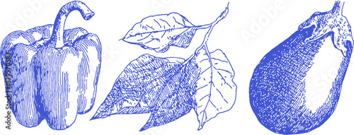 A blue drawing of a pepper, a leaf, and a squash. The squash is on the right. vector illustration