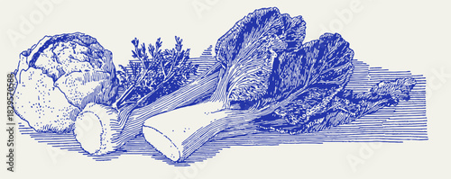 A blue and white drawing of vegetables including a head of lettuce, a carrot, and a cabbage. vector illustration