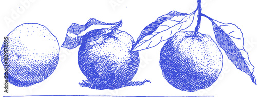 Three oranges, each with a unique shape and size. They are arranged in a blue and white drawing. The drawing is a detailed. vector illustration