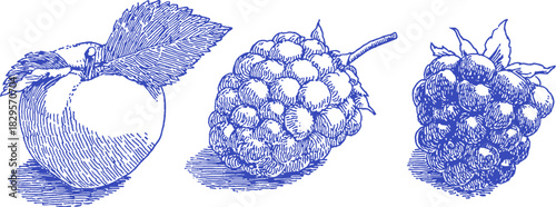 Three berries are shown in blue and white. The berries are black and red. vector illustration