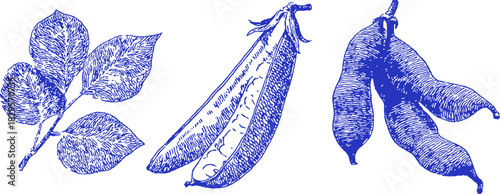 A blue drawing of three different vegetables. The first is a leaf, the second is a pea pod, and the third is a bean pod. vector illustration
