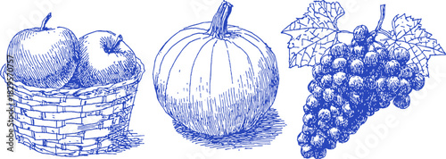 A basket of apples, a pumpkin, and a bunch of grapes. The pumpkin is in the middle. vector illustration