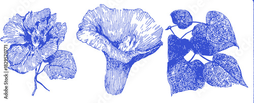 Three blue flowers are shown in the image. The flowers are different shapes and sizes. The first flower is a large. vector illustration