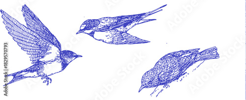 Three birds are flying in the sky. One is blue and the other two are white. The blue bird is in the middle. vector illustration