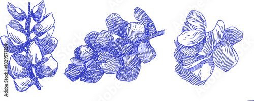 Three drawings of plants are shown in blue. The first drawing is of a leaf, the second drawing is of a bunch of leaves. vector illustration