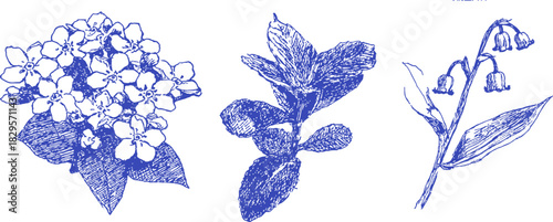 A blue and white drawing of three flowers. The flowers are in the middle and on the right. vector illustration