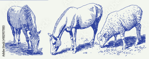 Three animals, a horse, a sheep, and a donkey, are grazing on grass. The horse is eating grass in the foreground, while the sheep. vector illustration