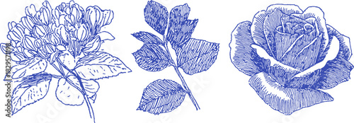 A blue drawing of three flowers. The left flower is a rose, the middle flower is a rose, and the right flower is a rose. vector illustration
