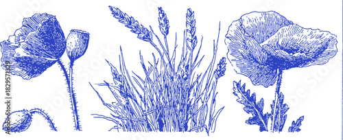 A blue and white drawing of flowers and grass. The flowers are in the middle and the grass is on the left and right. vector illustration
