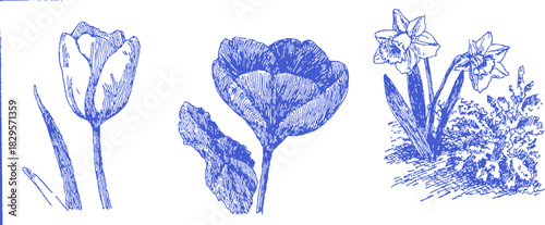 Three flowers are shown in blue and white. The first flower is a tulip, the second is a daisy, and the third is a rose. vector illustration