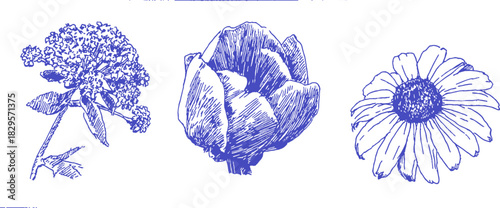 A blue and white drawing of three flowers. The middle flower is a daisy. The left flower is a rose. vector illustration