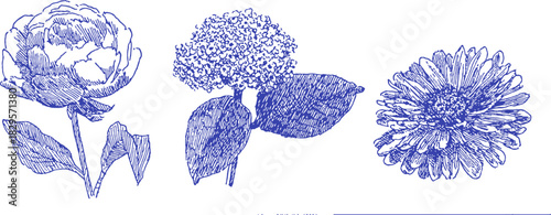A blue and white drawing of three flowers. The flowers are a rose, a daisy, and a sunflower. vector illustration