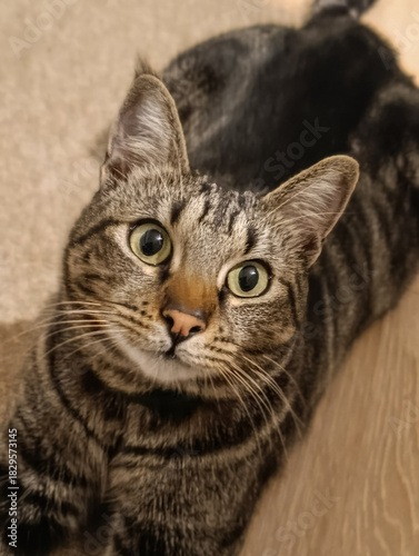 Portrait of a lying common cat