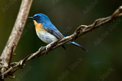 Indochinese Blue Flycatcher
