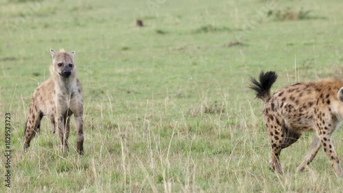 Spotted hyenas scent marking with visible pseudo penis in Masai Mara grasslands