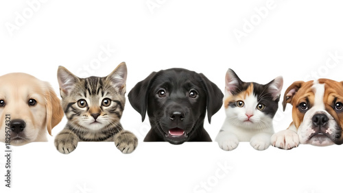 A group of five animals consisting of cats and dogs peering over an edge on a black background