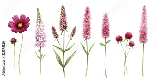 Vibrant watercolor floral collection with diverse pink and purple botanical illustrations.