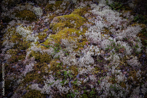 A close-up of a moss-covered stone wall in a forest