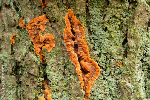 orange tree bark fungi close up