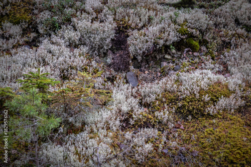 A close-up of a moss-covered stone wall in a forest
