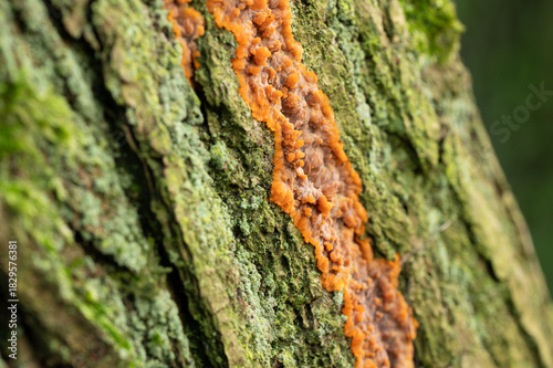 orange tree bark fungi close up