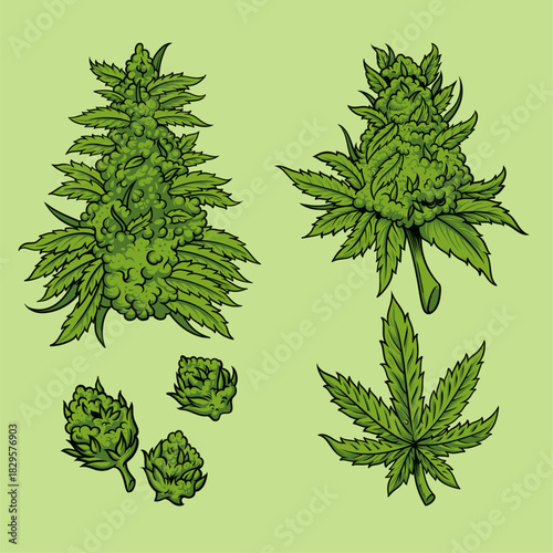 Cannabis bud vector illustration set cliparts. Marijuana leaf vector