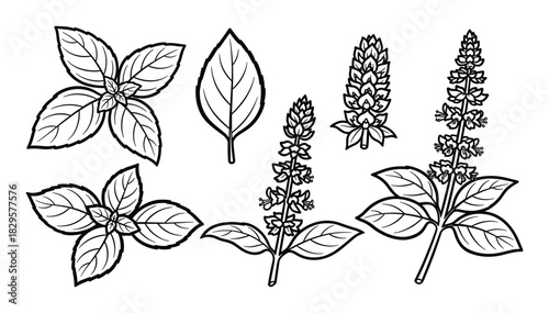 Various basil leaves and blooming flowers in outline style, aromatic herb set for cooking and garden