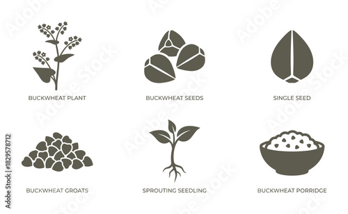 Buckwheat plant, seeds, single seed, groats, sprouting seedling, and buckwheat porridge icons in a uniform color scheme