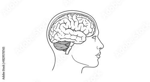 Detailed anatomical illustration of a human brain visible within the side profile outline of a head, representing thought and cognitive function.