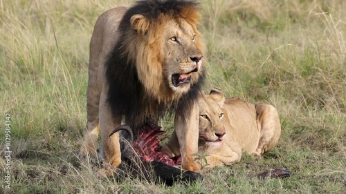 Male and female lions feeding on wildebeest kill in Masai Mara grasslands