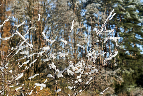Snow-covered bushes and trees on a sunny winter day