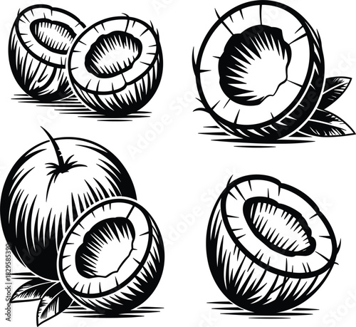 Coconut Engraving Vector Set, Tropical Fruit Woodcut Illustration, Black and White Sketch, Organic Food Drawing Collection, Vintage Exotic Ingredient