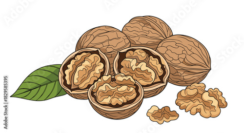 A realistic illustration of a pile of whole and cracked walnuts with kernels and a fresh green leaf isolated on a white background.