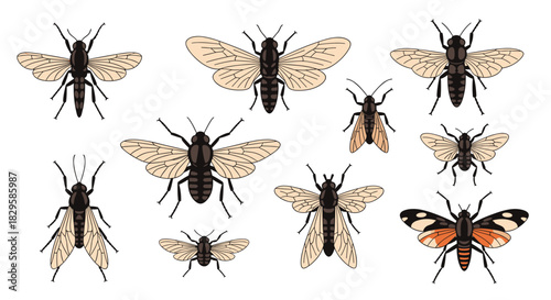 A diverse entomological collection of various flying insects like moths and flies in a detailed vintage scientific illustration style.