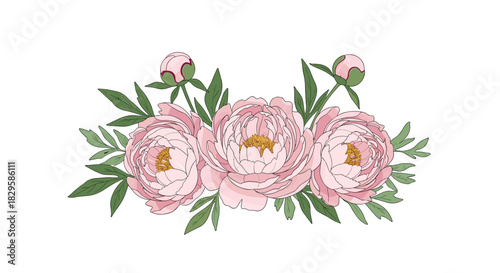 A beautiful floral arrangement of three lush pink peony flowers with delicate buds and green leaves isolated on a background.