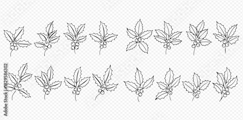 Line art illustrations of various holly leaves and berries for festive designs.