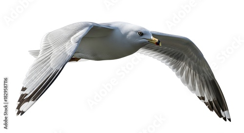 Ring-billed gull in flight wings spread isolated on white background wildlife photography