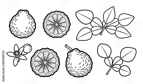 Set of bergamot fruit, slices, flower and leaves in line art style