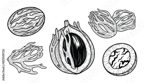 Set of nutmeg and mace spice whole and half in line art style