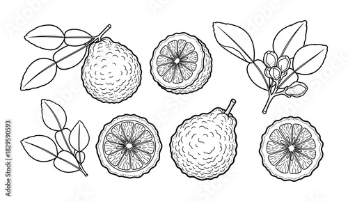 Set of kaffir lime fruits and leaves illustration, including whole and sliced fruit, and branches with leaves