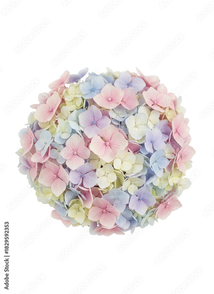 Obraz premium Pastel Hydrangea Bloom - A Gentle Symphony of Colors.