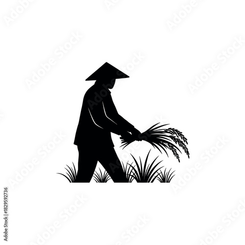 Silhouette of an Asian farmer harvesting rice in a field.