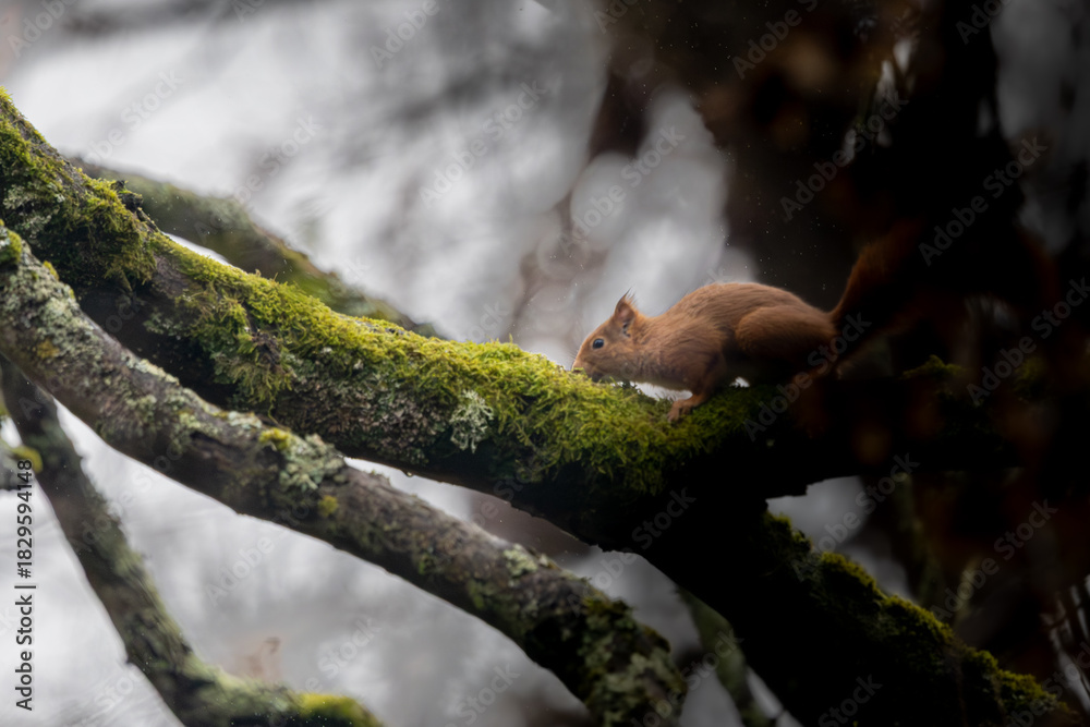 Obraz premium Un écureuil roux