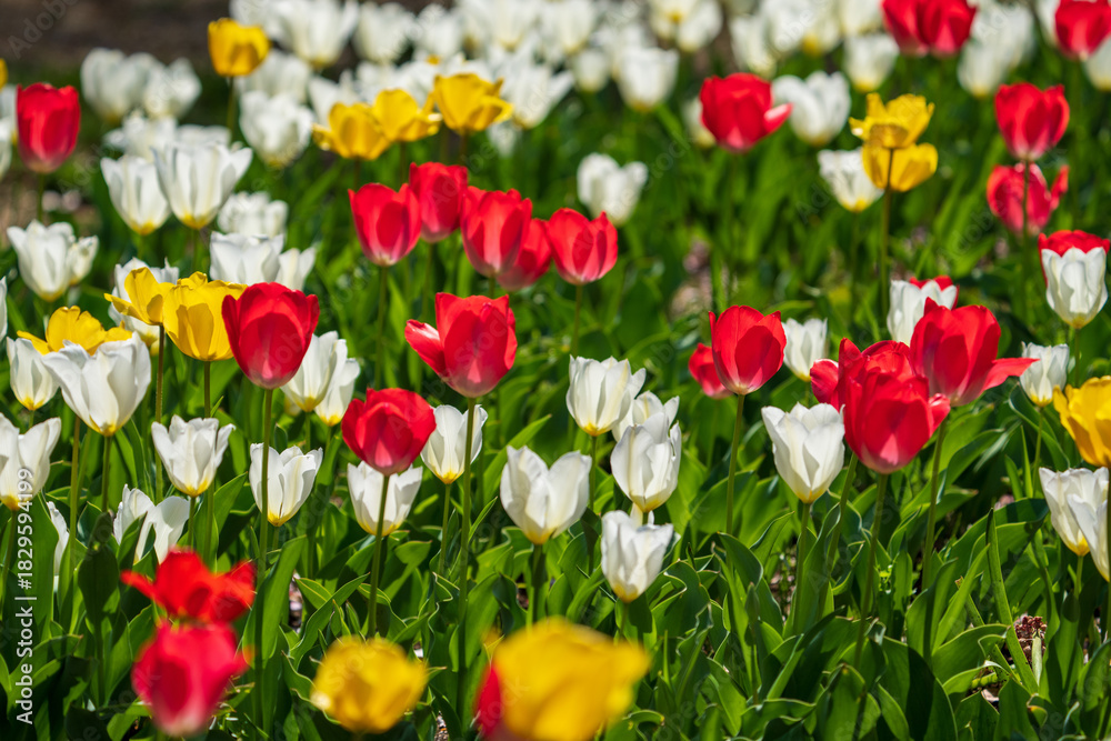 Obraz premium Colorful tulip field in full bloom
