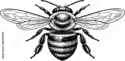 Detailed Honey Bee Engraving Vector Illustration, Flying Insect Sketch, Vintage Woodcut Art, Black and White Pollinator Icon, Nature Symbol