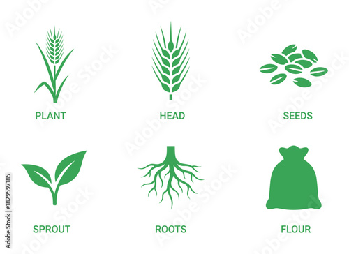Set of green wheat icons representing various stages of growth and derived products